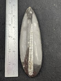 Amerite Fossil Indian Artifact Arrowhead