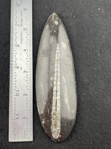 Ammonite Fossil Indian Artifact Arrowhead: KEY WORDS: INDIAN ARTIFACT ARTIFACTS ARROWHEAD ARROWHEADS NATIVE AMERICAN MISSISSIPPIAN QUAPAW CADDO POTTERY COINS MORGAN DOLLAR PEACE DOLLAR SILVER COINS. All coins have been Sigma tested for authent