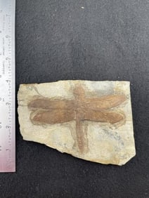 Dragonfly Fossil
