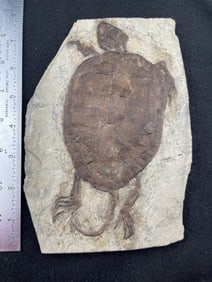 Turtle Fossil