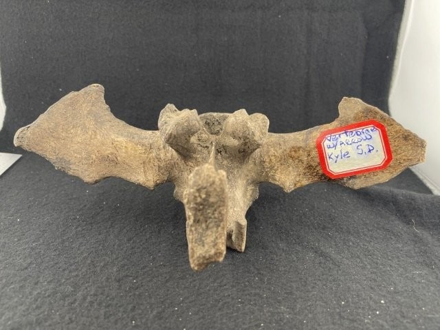 Vertebrae with Steel Arrow from South Dakota (1 of 7)