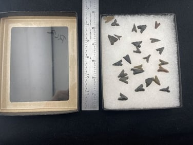 Group of Bird Points frame IS included