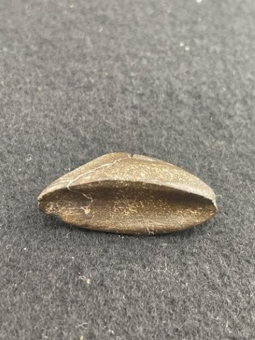 Miniature Boatstone Indian Artifact Arrowhead: KEY WORDS: INDIAN ARTIFACT ARTIFACTS ARROWHEAD ARROWHEADS NATIVE AMERICAN MISSISSIPPIAN QUAPAW CADDO POTTERY COINS MORGAN DOLLAR PEACE DOLLAR SILVER COINS. All coins have been Sigma tested for authent