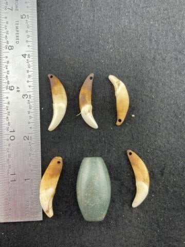 Bead With Canine Teeth Indian Artifact Arrowhead: KEY WORDS: INDIAN ARTIFACT ARTIFACTS ARROWHEAD ARROWHEADS NATIVE AMERICAN MISSISSIPPIAN QUAPAW CADDO POTTERY COINS MORGAN DOLLAR PEACE DOLLAR SILVER COINS. All coins have been Sigma tested for authent