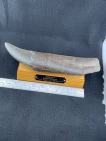 Tyrannosaurus Rex Fossil