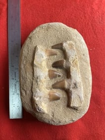 Alligator Fossil