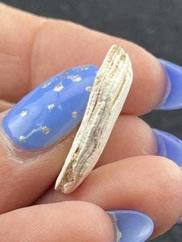 Shell Bead Indian Artifact Arrowhead - 3