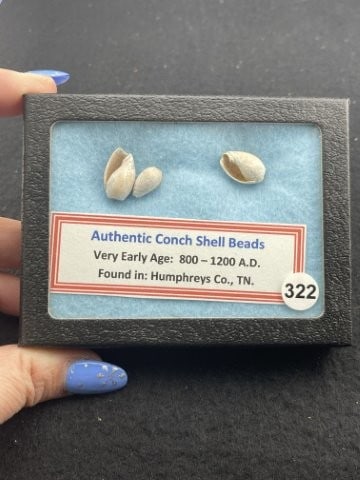 Conch Shell Beads with Riker frame included: KEY WORDS: INDIAN ARTIFACT ARTIFACTS ARROWHEAD ARROWHEADS NATIVE AMERICAN MISSISSIPPIAN QUAPAW CADDO POTTERY COINS MORGAN DOLLAR PEACE DOLLAR SILVER COINS. All coins have been Sigma tested for