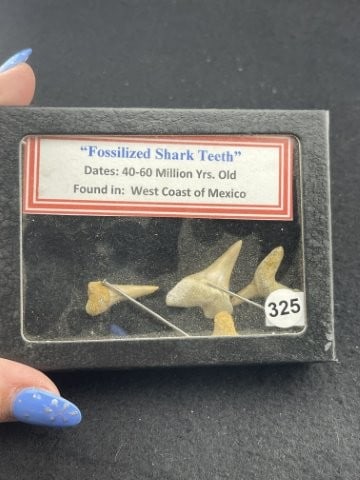 Fossilized Shark teeth with Riker frame included: KEY WORDS: INDIAN ARTIFACT ARTIFACTS ARROWHEAD ARROWHEADS NATIVE AMERICAN MISSISSIPPIAN QUAPAW CADDO POTTERY COINS MORGAN DOLLAR PEACE DOLLAR SILVER COINS. All coins have been Sigma tested for