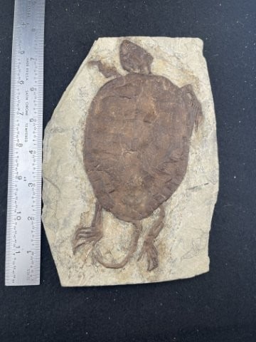 7 & 1/2" Turtle Fossil Indian Artifact Arrowhead (1 of 5)