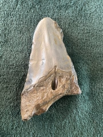 Fossil Indian Artifact Arrowhead - 2
