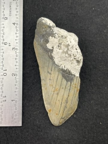 Fossil (1 of 5)