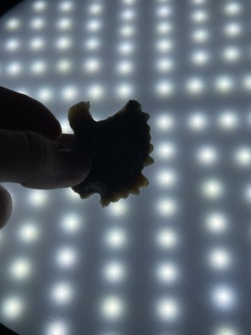 Bird Effigy Indian Artifact Arrowhead - 4