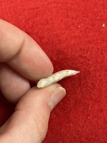 Arrow Point Indian Artifact Arrowhead - 3