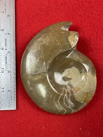 Fossil: KEY WORDS: INDIAN ARTIFACT ARTIFACTS ARROWHEAD ARROWHEADS NATIVE AMERICAN MISSISSIPPIAN QUAPAW CADDO POTTERY COINS MORGAN DOLLAR PEACE DOLLAR SILVER COINS. All coins have been Sigma tested for