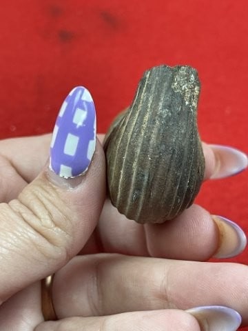 Trade Pipe Indian Artifact Arrowhead - 5