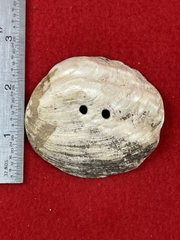 Shell Gorget Indian Artifact Arrowhead