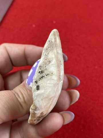 Shell Gorget Indian Artifact Arrowhead - 3