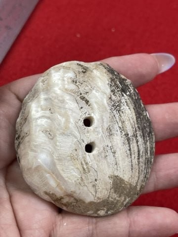 Shell Gorget Indian Artifact Arrowhead - 4