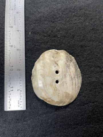 Shell Pendant Indian Artifact Arrowhead: KEY WORDS: INDIAN ARTIFACT ARTIFACTS ARROWHEAD ARROWHEADS NATIVE AMERICAN MISSISSIPPIAN QUAPAW CADDO POTTERY COINS MORGAN DOLLAR PEACE DOLLAR SILVER COINS. All coins have been Sigma tested for