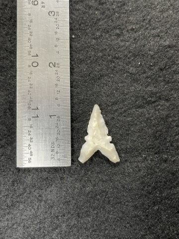 Cahokia Indian Artifact Arrowhead: KEY WORDS: INDIAN ARTIFACT ARTIFACTS ARROWHEAD ARROWHEADS NATIVE AMERICAN MISSISSIPPIAN QUAPAW CADDO POTTERY COINS MORGAN DOLLAR PEACE DOLLAR SILVER COINS. All coins have been Sigma tested for