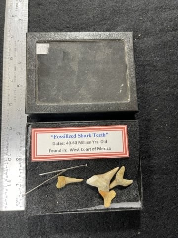 Fossilized Shark Teeth with Riker frame: KEY WORDS: INDIAN ARTIFACT ARTIFACTS ARROWHEAD ARROWHEADS NATIVE AMERICAN MISSISSIPPIAN QUAPAW CADDO POTTERY COINS MORGAN DOLLAR PEACE DOLLAR SILVER COINS. All coins have been Sigma tested for authent