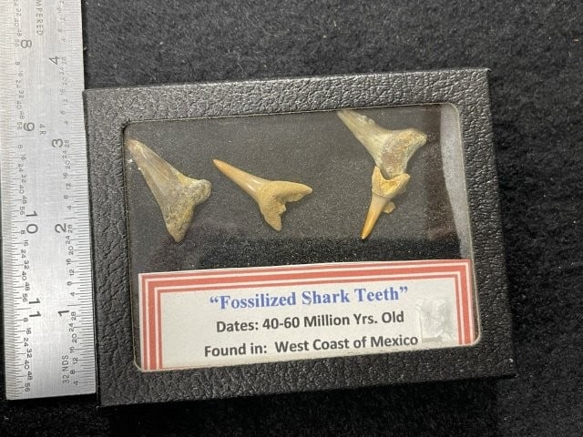 Fossilized Shark Teeth with Riker frame: KEY WORDS: INDIAN ARTIFACT ARTIFACTS ARROWHEAD ARROWHEADS NATIVE AMERICAN MISSISSIPPIAN QUAPAW CADDO POTTERY COINS MORGAN DOLLAR PEACE DOLLAR SILVER COINS. All coins have been Sigma tested for