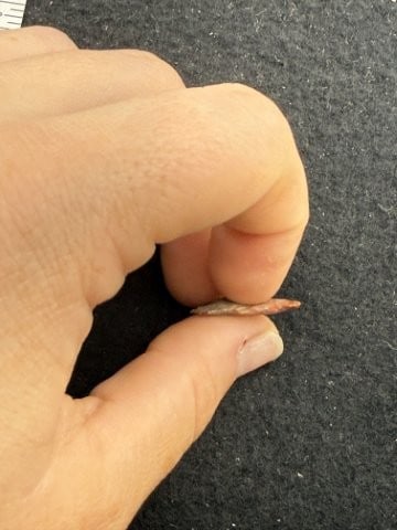 Arrow Point Indian Artifact Arrowhead - 3