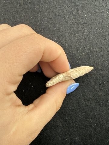 Arrow Point Indian Artifact Arrowhead - 3