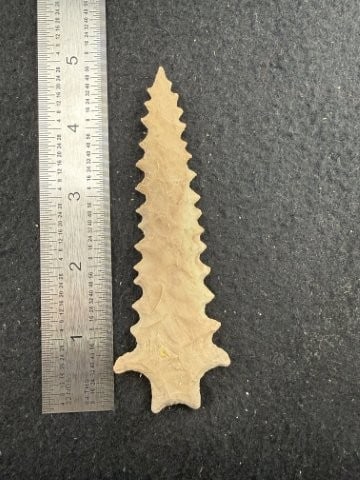 Pine Tree Indian Artifact Arrowhead: KEY WORDS: INDIAN ARTIFACT ARTIFACTS ARROWHEAD ARROWHEADS NATIVE AMERICAN MISSISSIPPIAN QUAPAW CADDO POTTERY COINS MORGAN DOLLAR PEACE DOLLAR SILVER COINS. All coins have been Sigma tested for