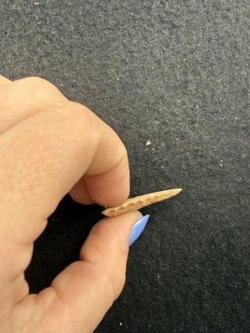 Dalton Indian Artifact Arrowhead - 3