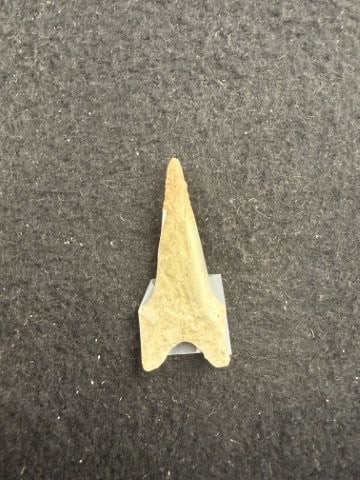 Dalton Indian Artifact Arrowhead - 2
