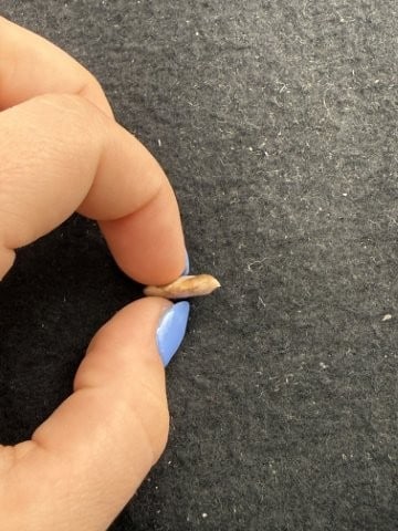 Arrow Point Indian Artifact Arrowhead - 3