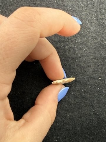 Arrow Point Indian Artifact Arrowhead - 3