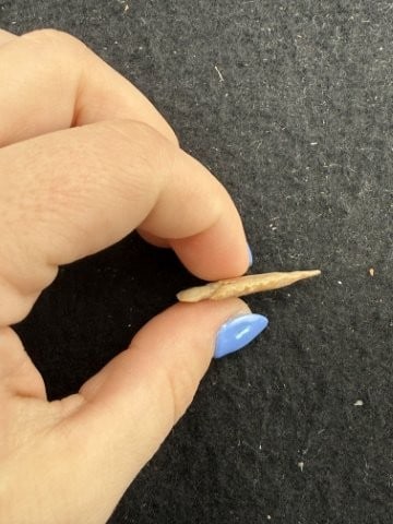Arrow Point Indian Artifact Arrowhead - 3