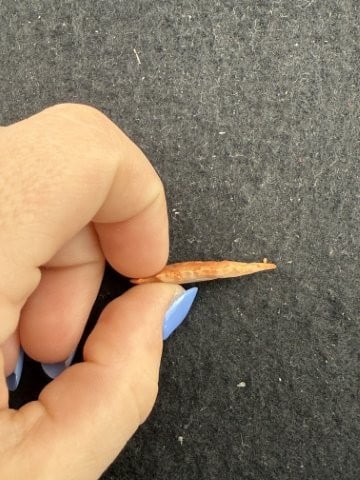 Arrow Point Indian Artifact Arrowhead - 3