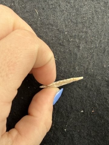 Arrow Point Indian Artifact Arrowhead - 3
