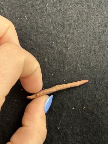 Arrow Point Indian Artifact Arrowhead - 3