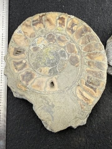 Fossil - 2