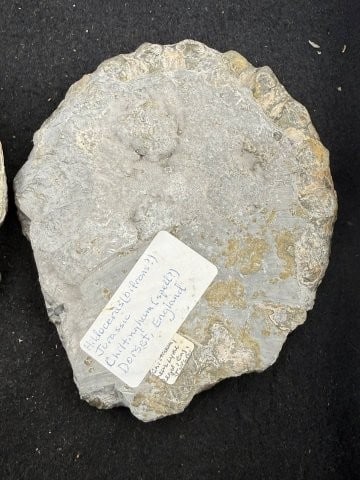 Fossil - 3