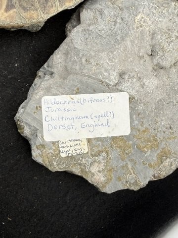 Fossil - 4