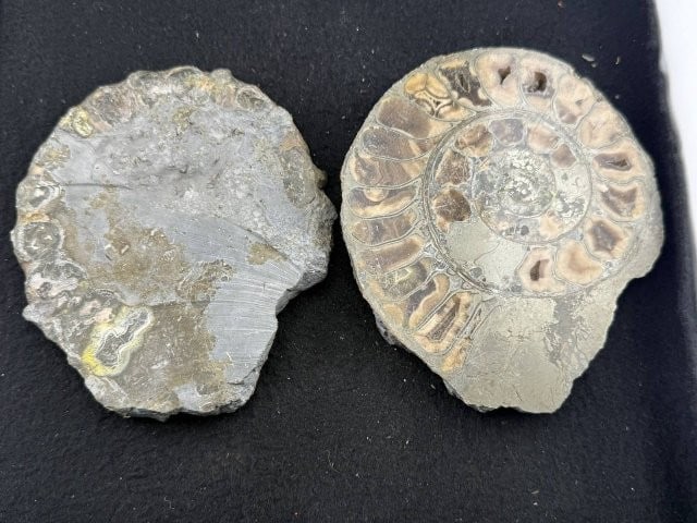 Fossil - 5