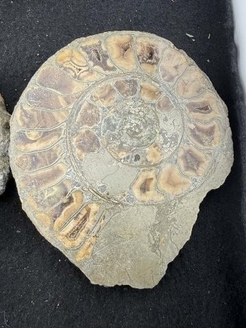 Fossil - 6