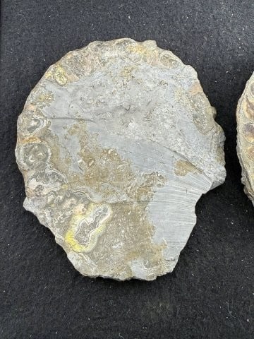Fossil - 7