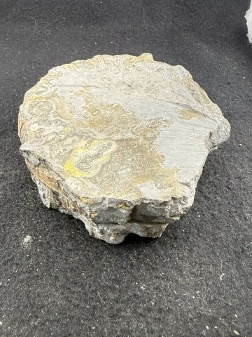 Fossil - 8