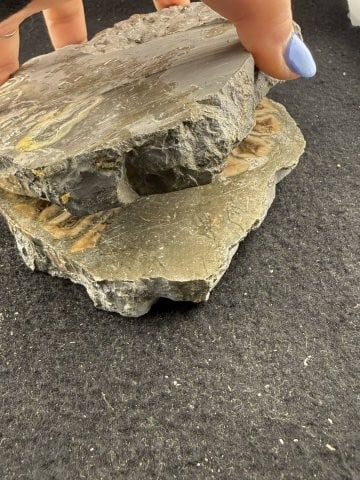 Fossil - 9