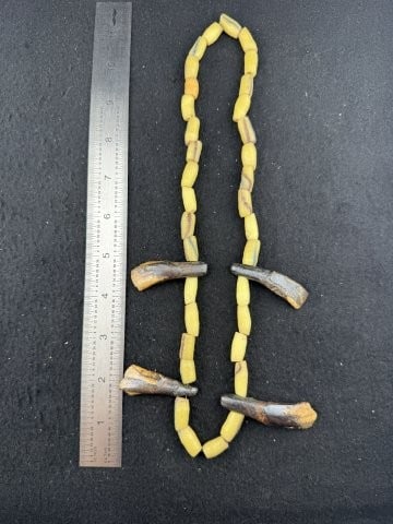 Buffalo Teeth Trade Bead Necklace Indian Artifact Arrowhead: KEY WORDS: INDIAN ARTIFACT ARTIFACTS ARROWHEAD ARROWHEADS NATIVE AMERICAN MISSISSIPPIAN QUAPAW CADDO POTTERY COINS MORGAN DOLLAR PEACE DOLLAR SILVER COINS. All coins have been Sigma tested for