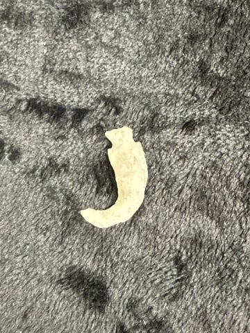 Flint Hook Indian Artifact Arrowhead - 2