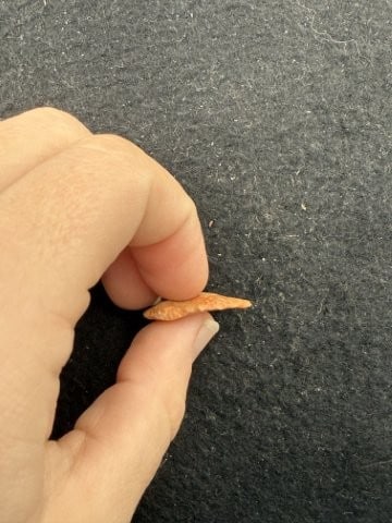 Arrow Point Indian Artifact Arrowhead - 3