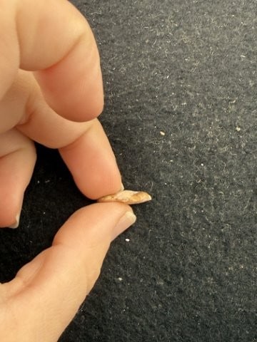 Arrow Point Indian Artifact Arrowhead - 3